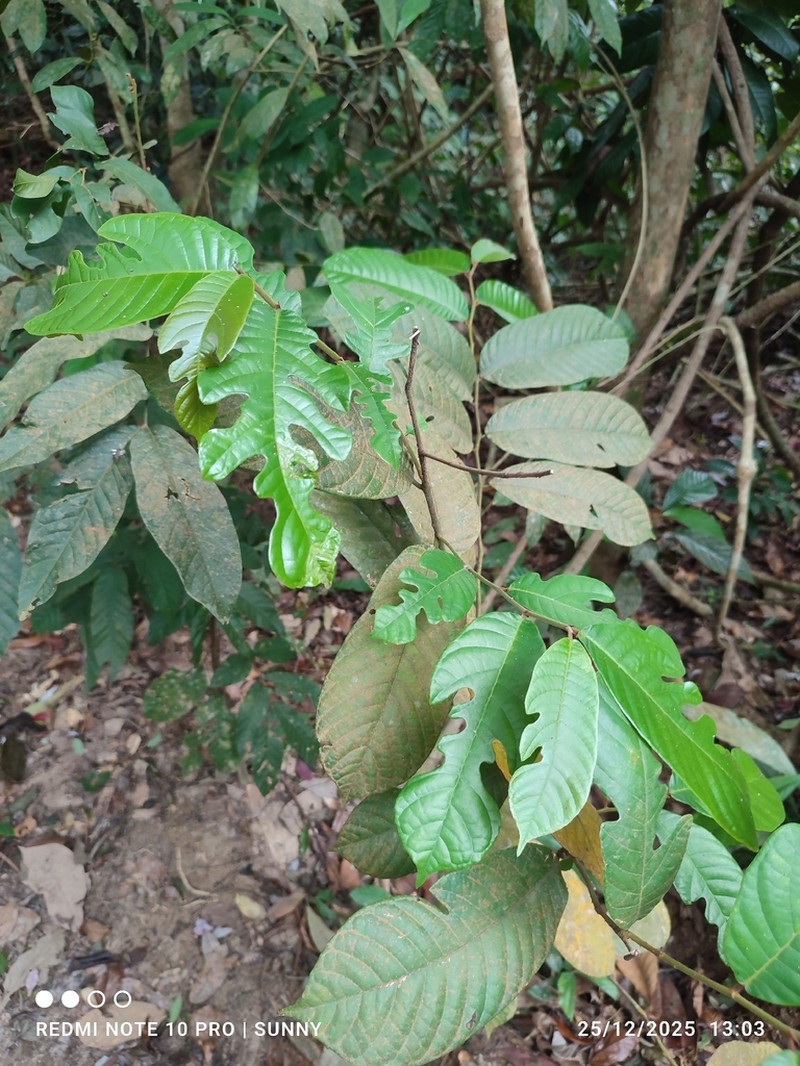 Artocarpus dadah photo 5