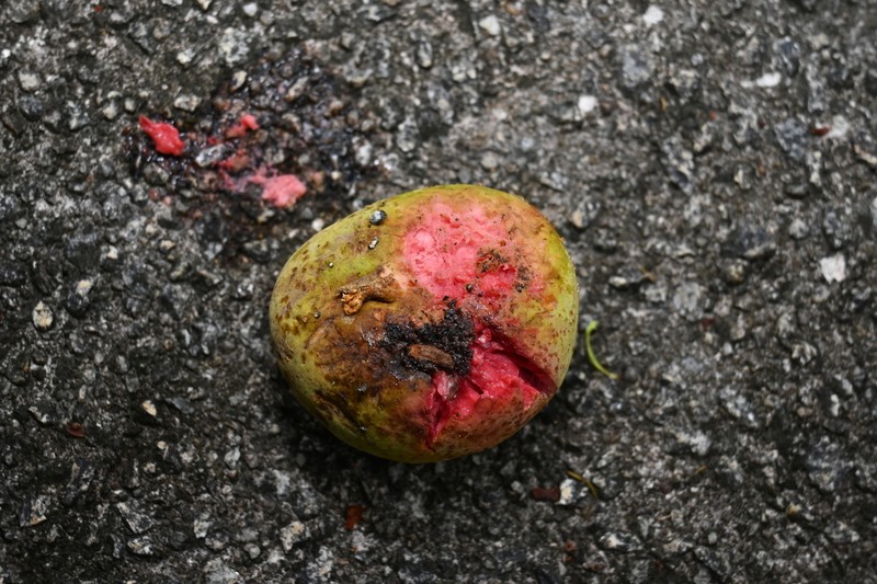 Artocarpus dadah photo 7