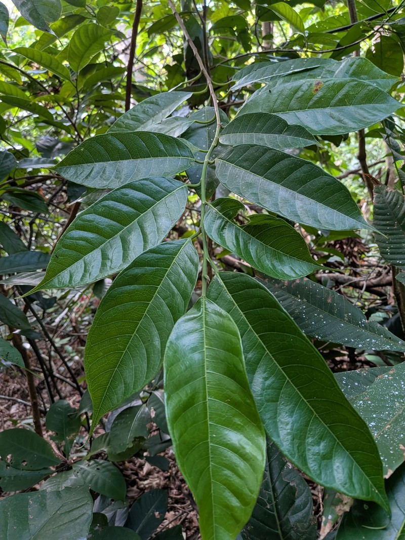 Artocarpus eberhardtii photo 3