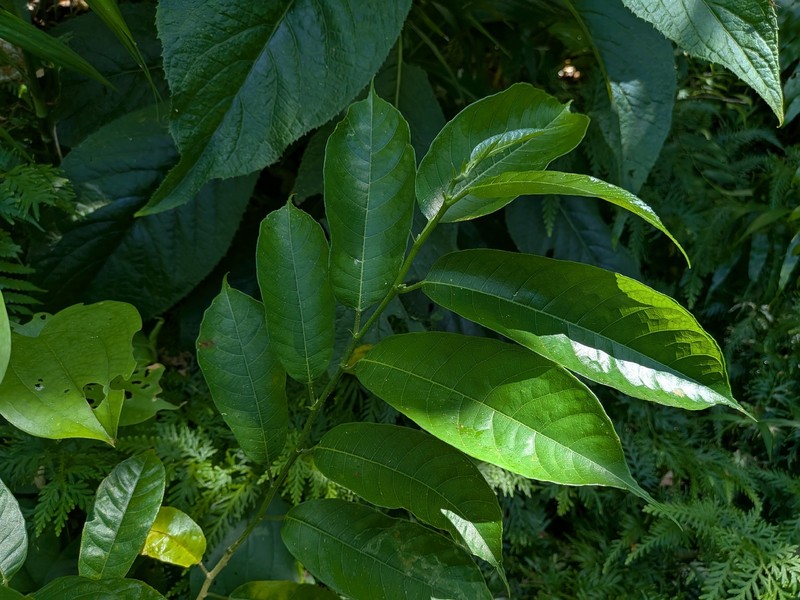 Artocarpus eberhardtii photo 5