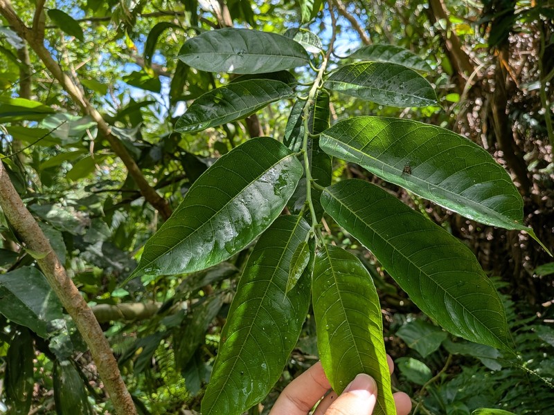 Artocarpus eberhardtii photo 6