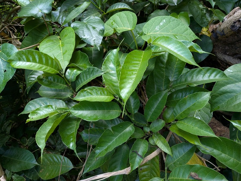 Artocarpus eberhardtii photo 7
