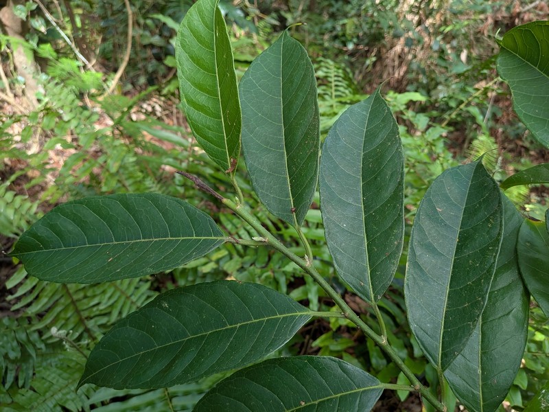 Artocarpus eberhardtii photo 8