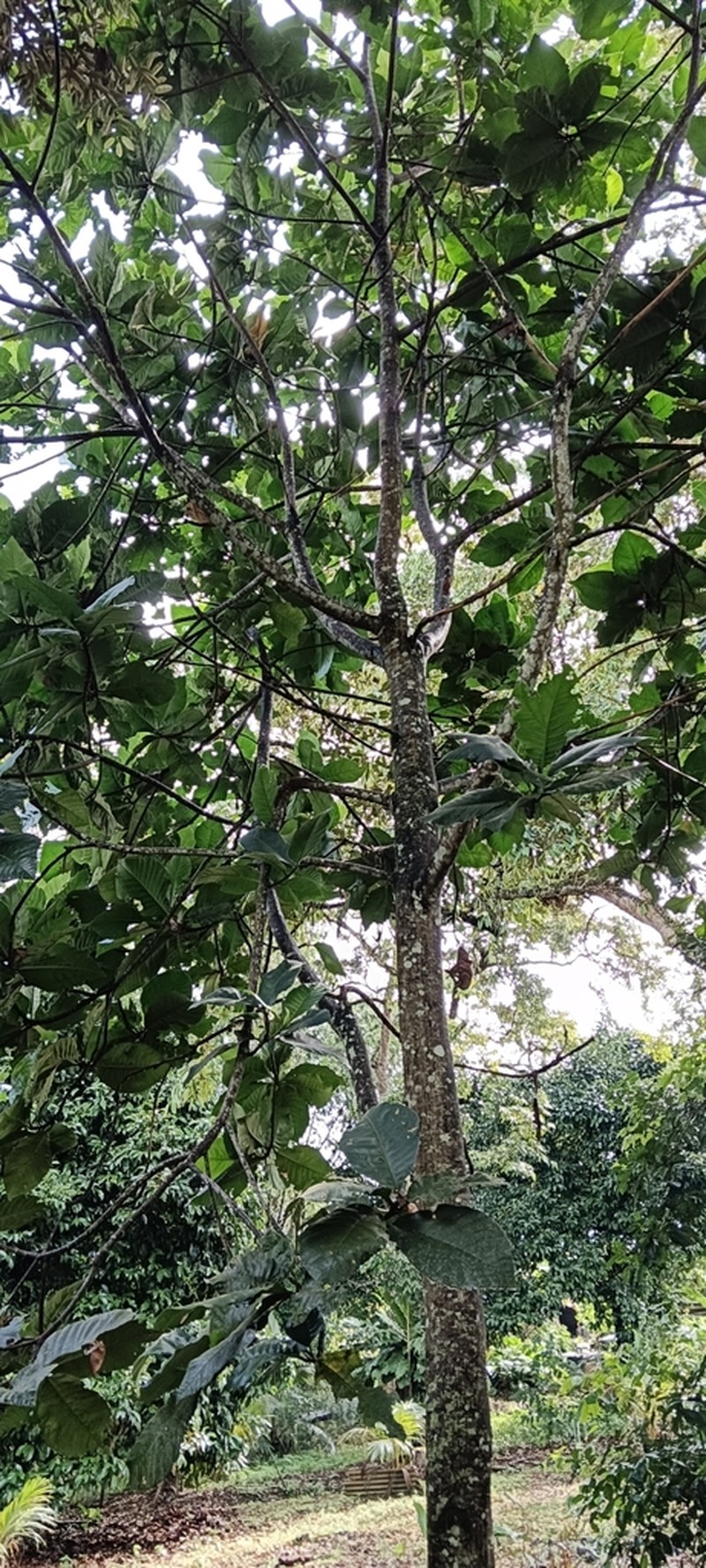 Artocarpus
