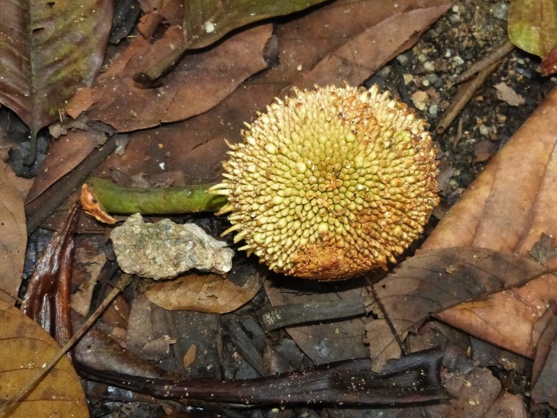 Artocarpus photo 2