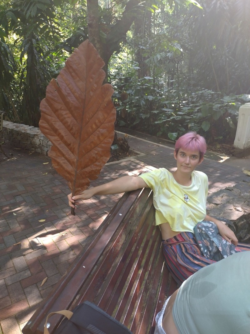 Artocarpus photo 3