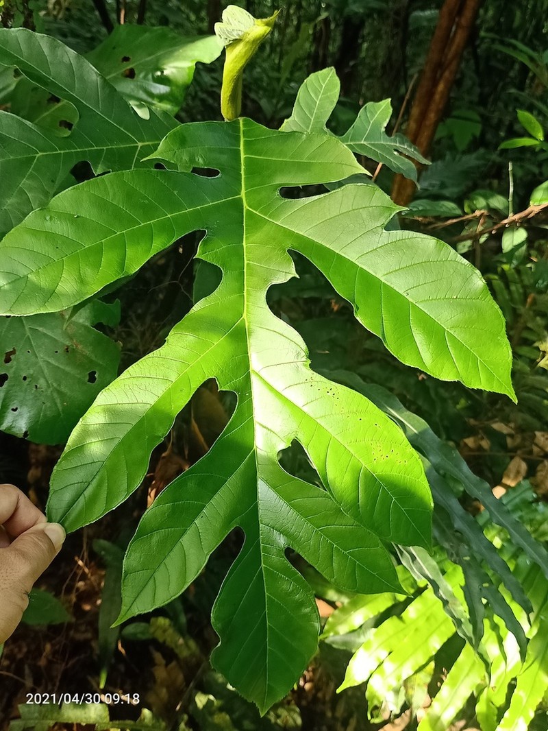 Artocarpus photo 4