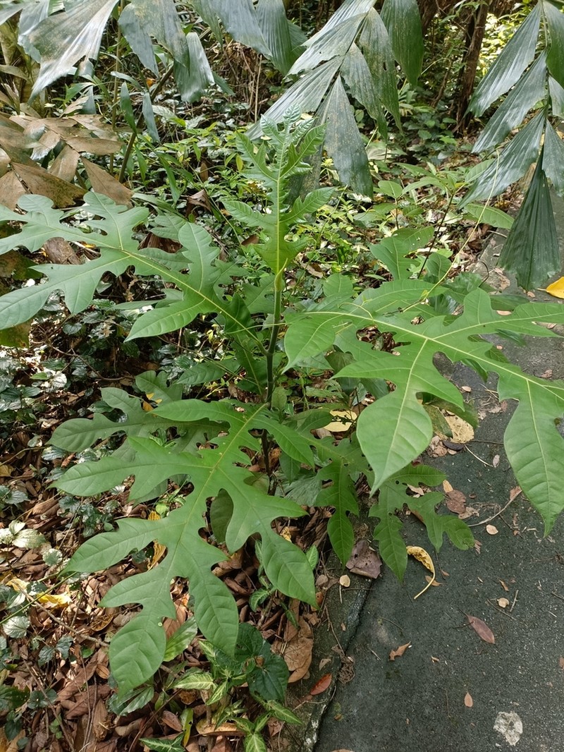 Artocarpus photo 5