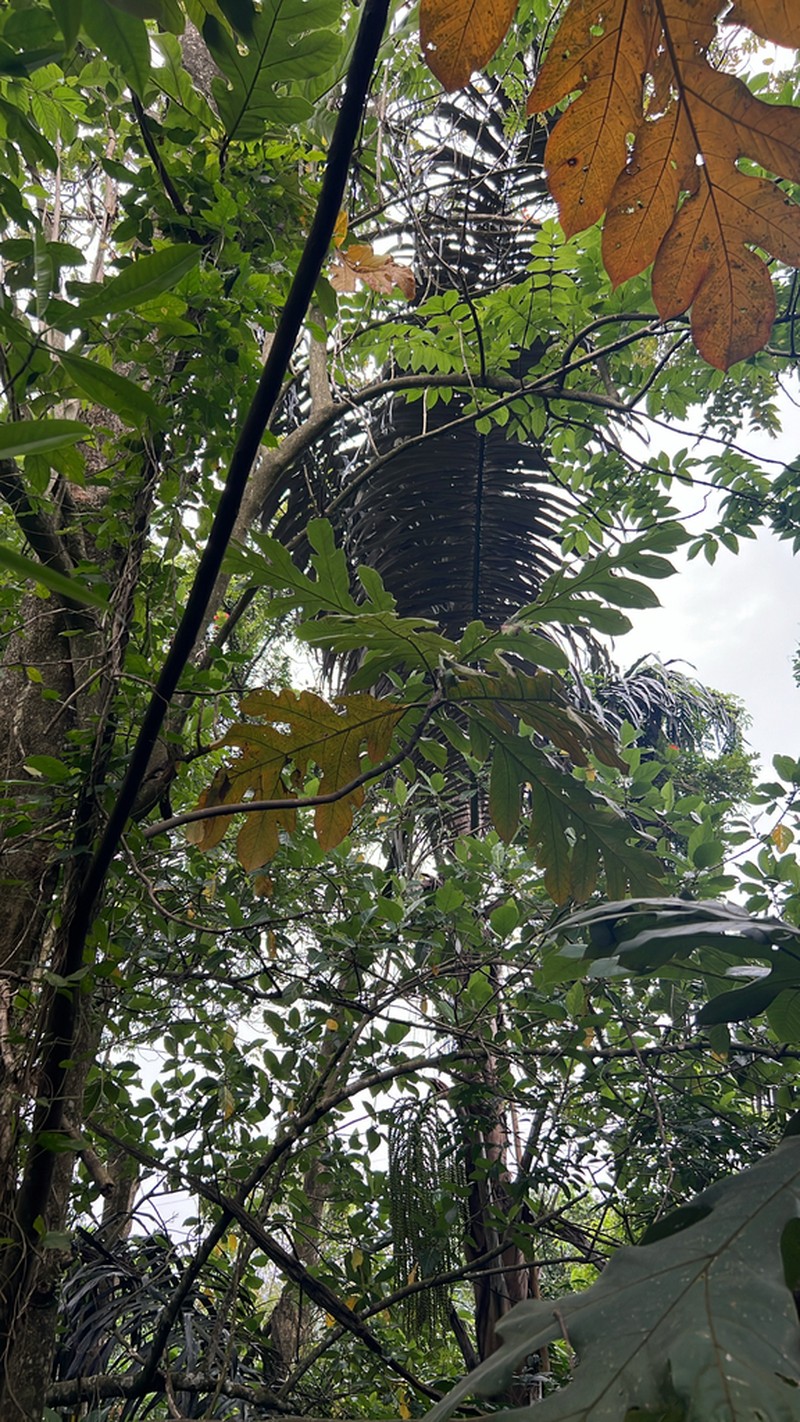 Artocarpus photo 6