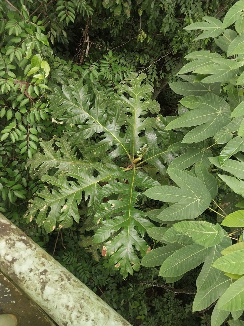 Artocarpus photo 7