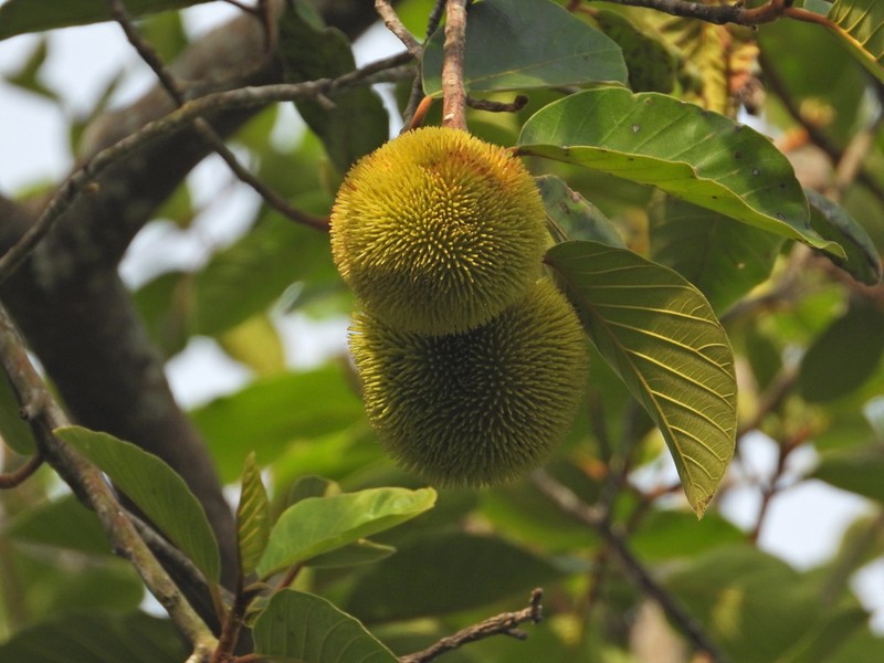Artocarpus photo 8