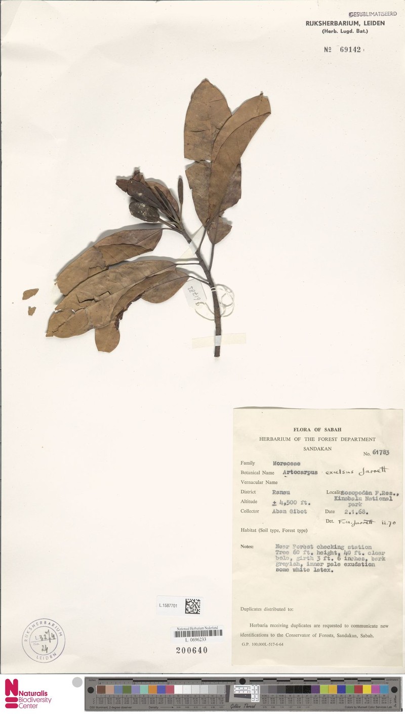 Artocarpus excelsus photo 2