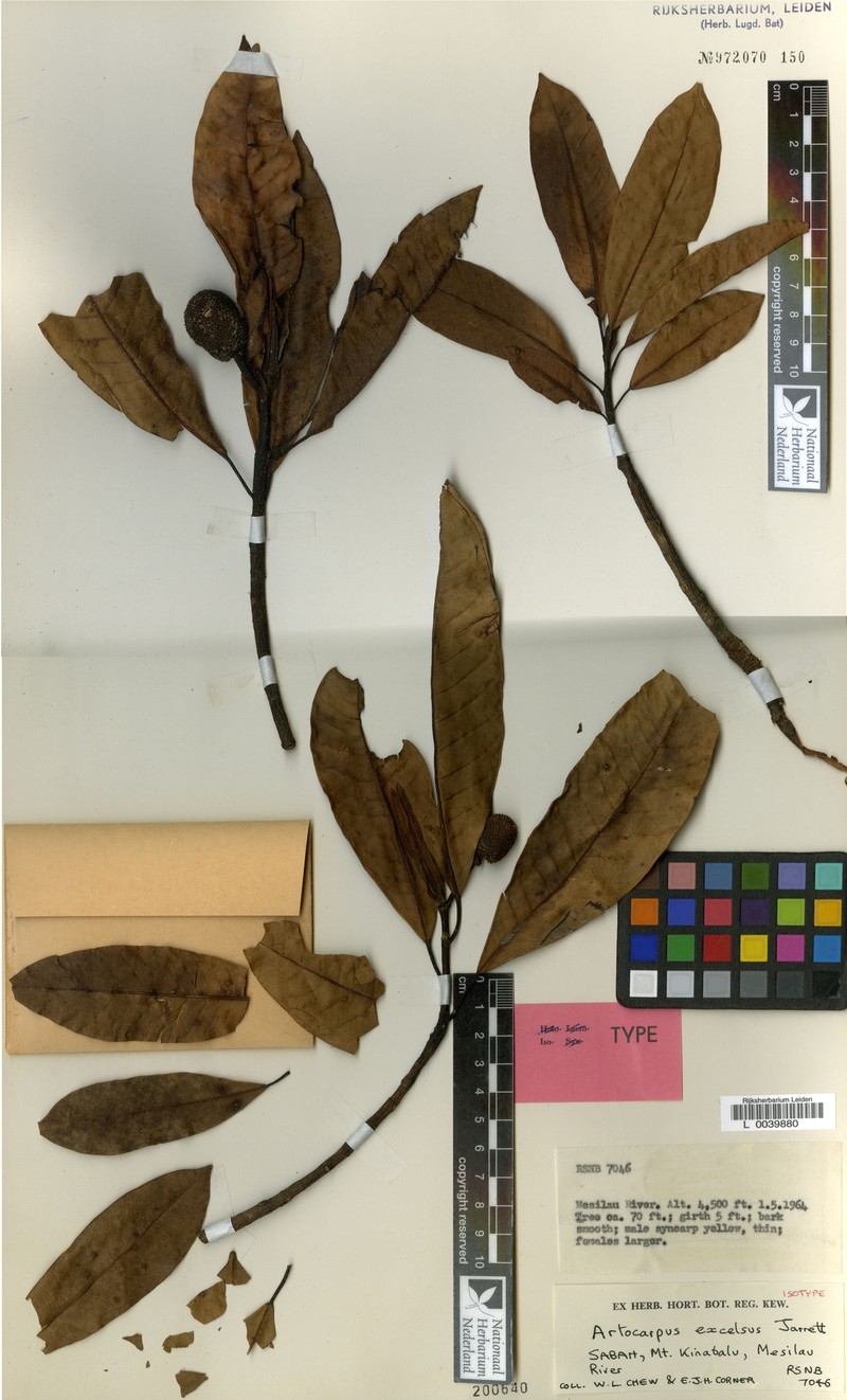 Artocarpus excelsus photo 3