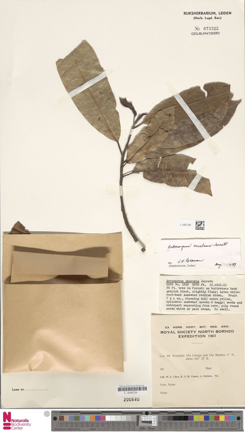 Artocarpus excelsus photo 4