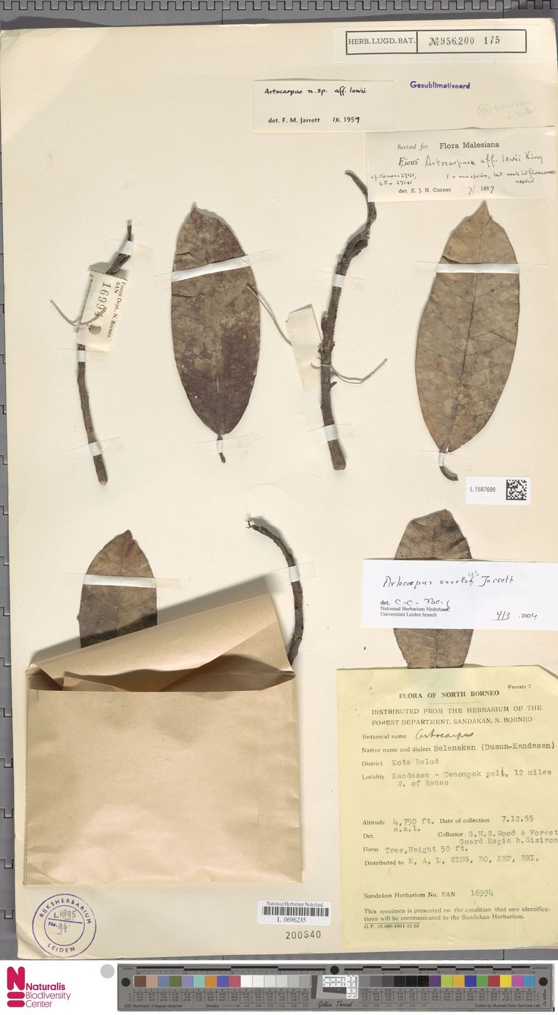 Artocarpus excelsus photo 5