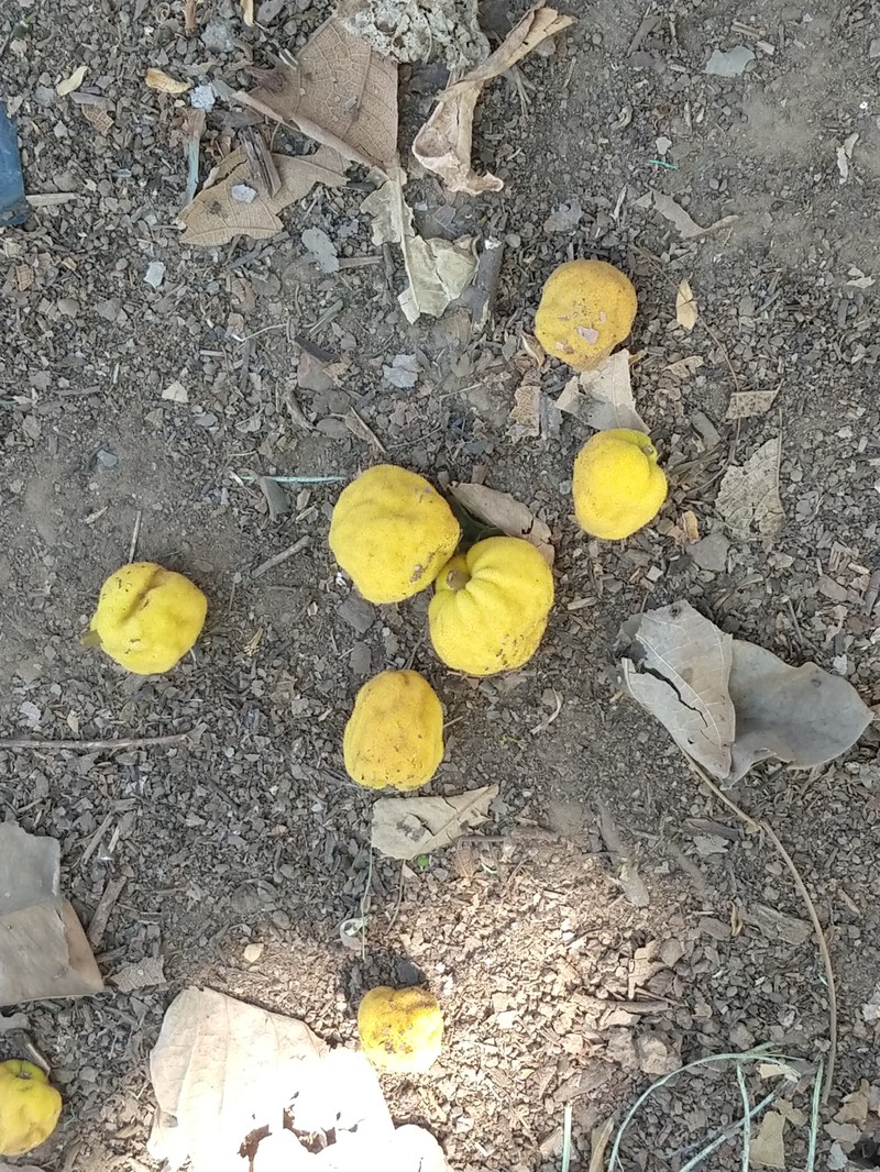 Artocarpus fretessii