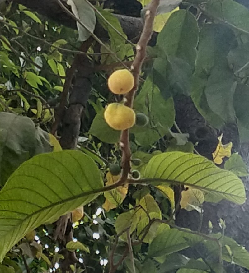 Artocarpus fretessii photo 2
