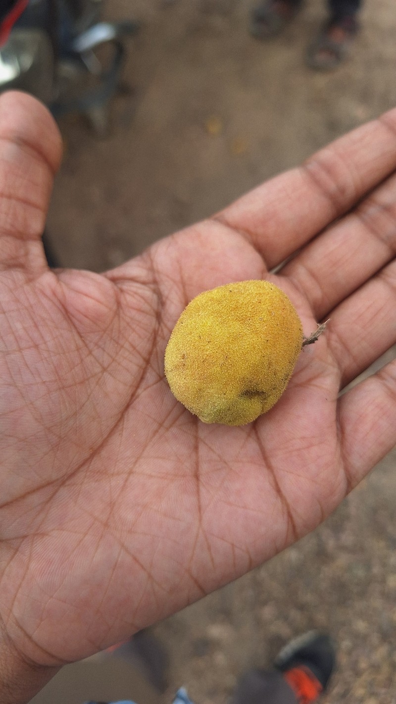 Artocarpus fretessii photo 3