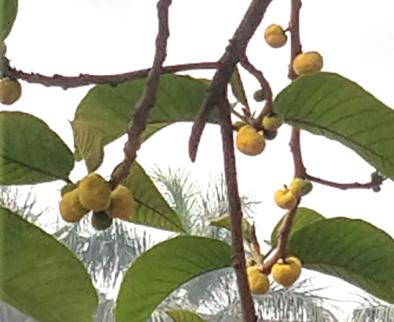 Artocarpus fretessii photo 5