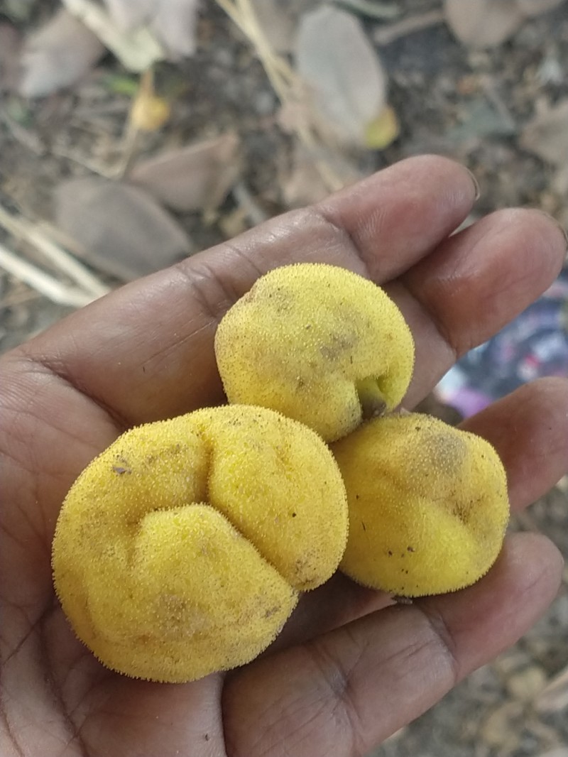 Artocarpus fretessii photo 6