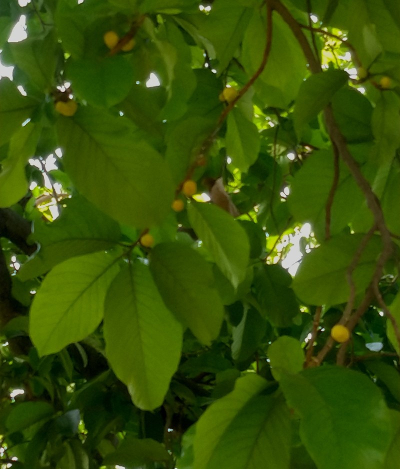 Artocarpus fretessii photo 7