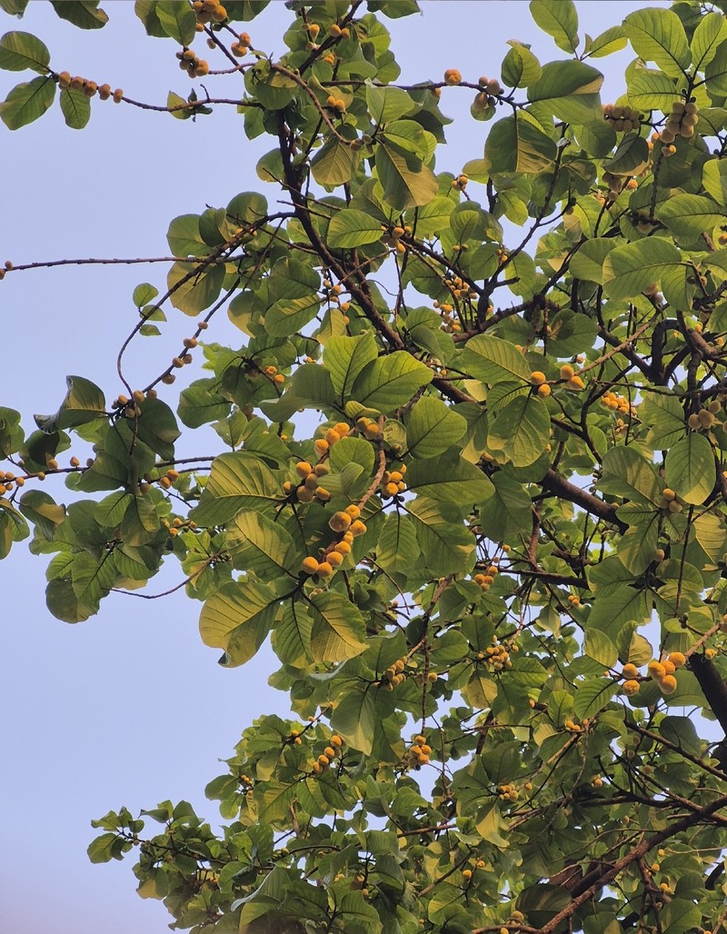 Artocarpus fretessii photo 8