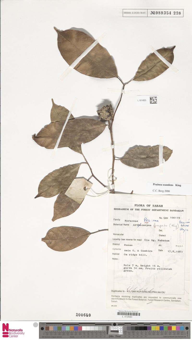 Artocarpus frutescens photo 4