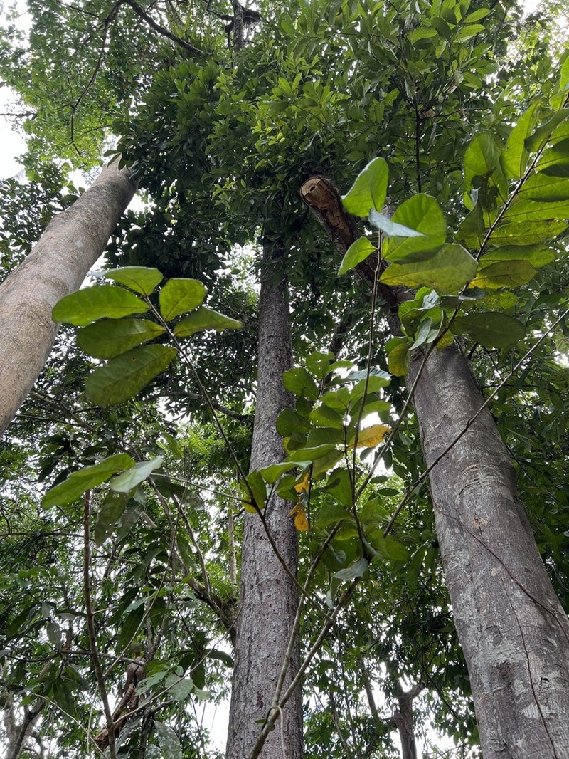 Artocarpus fulvicortex