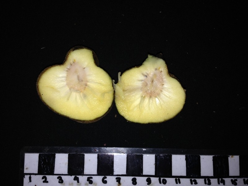 Artocarpus fulvicortex photo 2