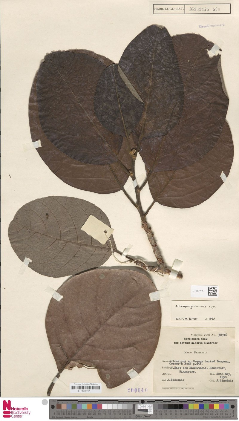 Artocarpus fulvicortex photo 3