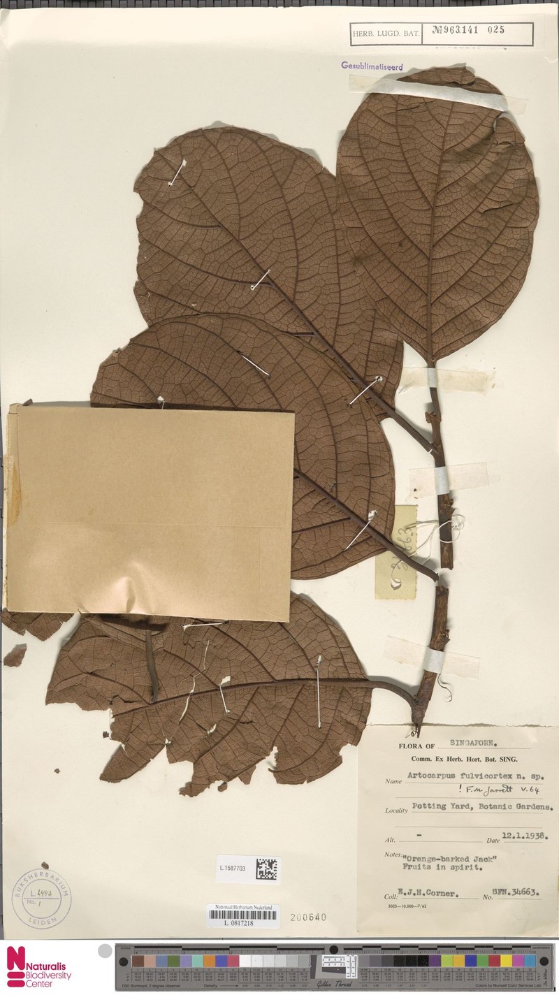 Artocarpus fulvicortex photo 4