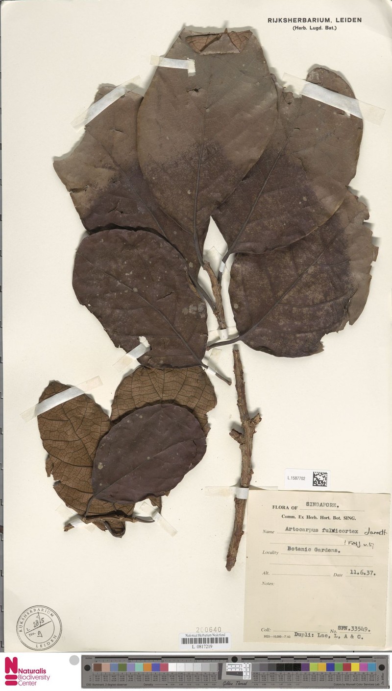 Artocarpus fulvicortex photo 5