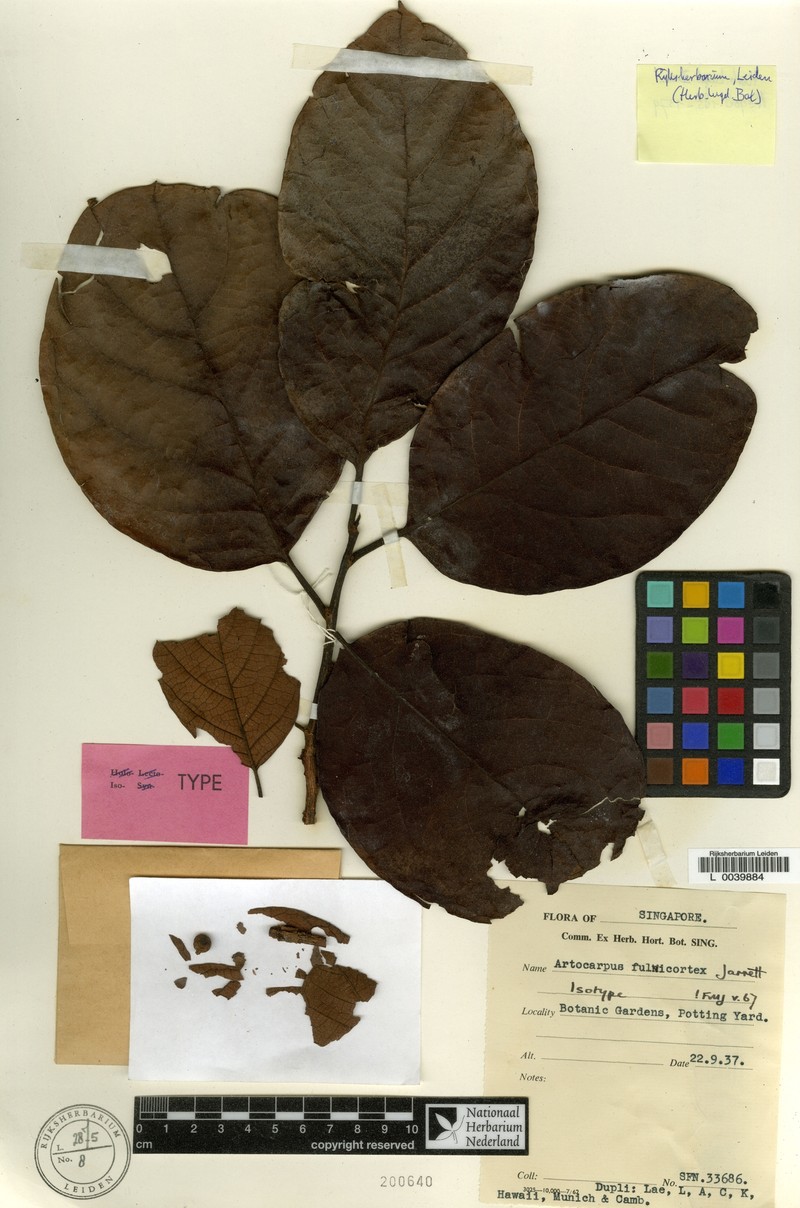 Artocarpus fulvicortex photo 6