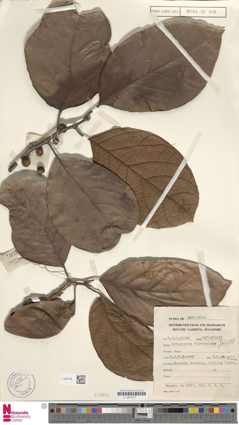 Artocarpus fulvicortex photo 7