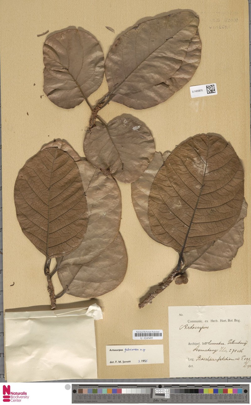 Artocarpus fulvicortex photo 8