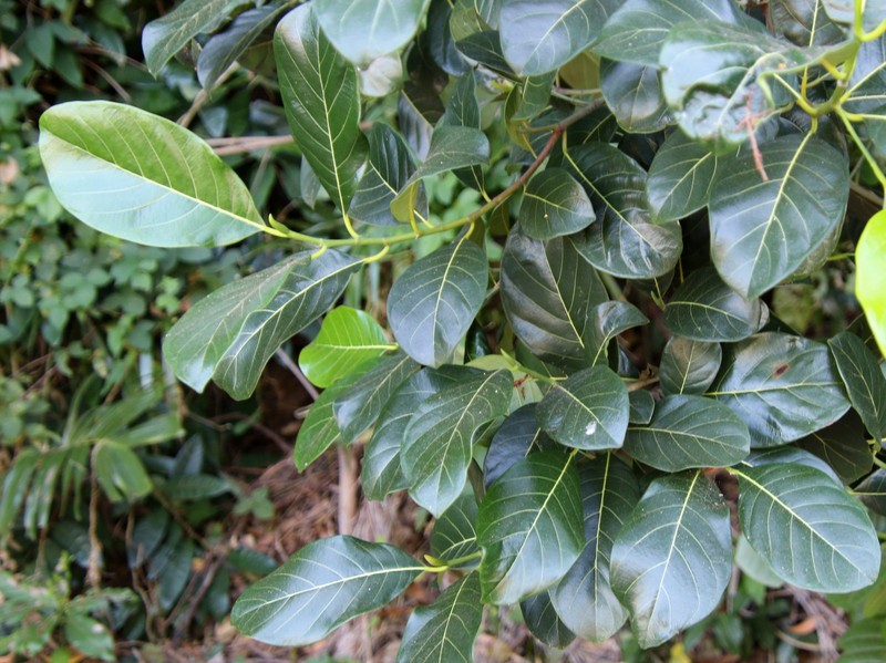 Artocarpus glaucus