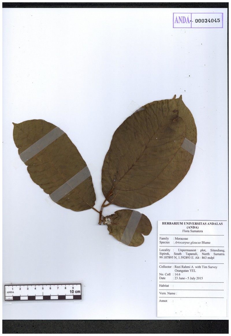 Artocarpus glaucus photo 2