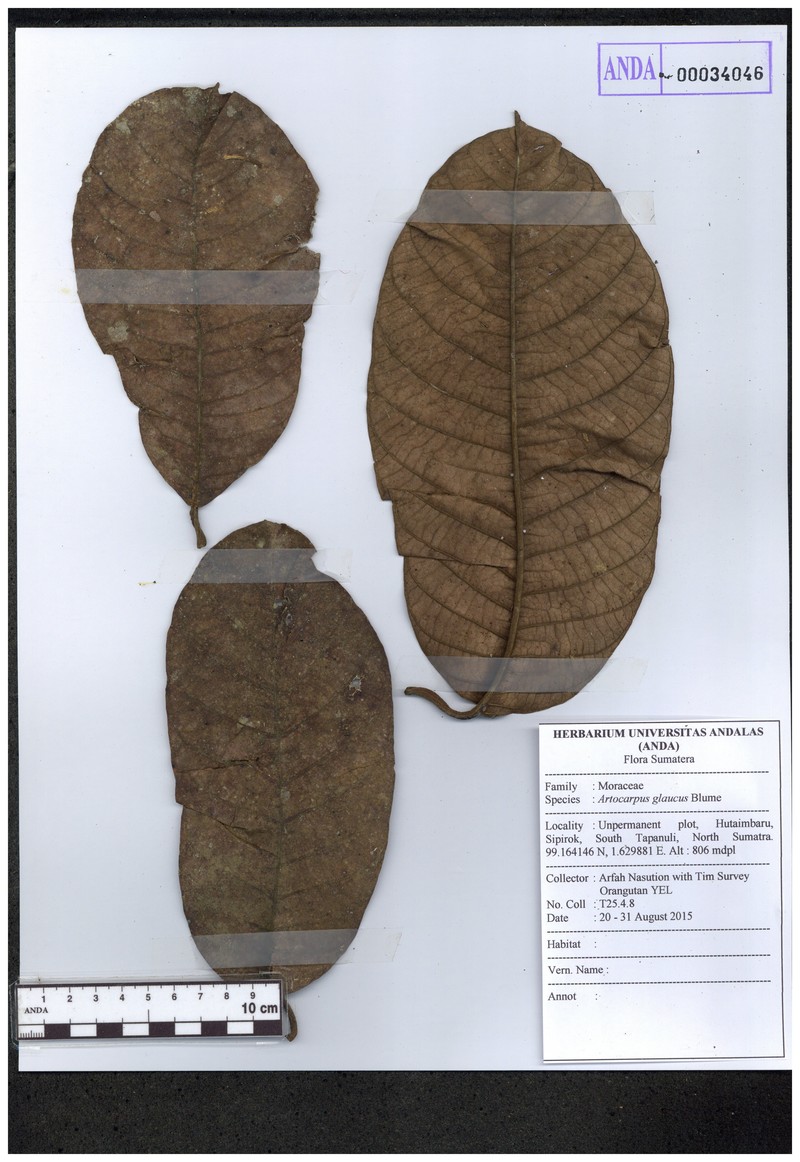 Artocarpus glaucus photo 3