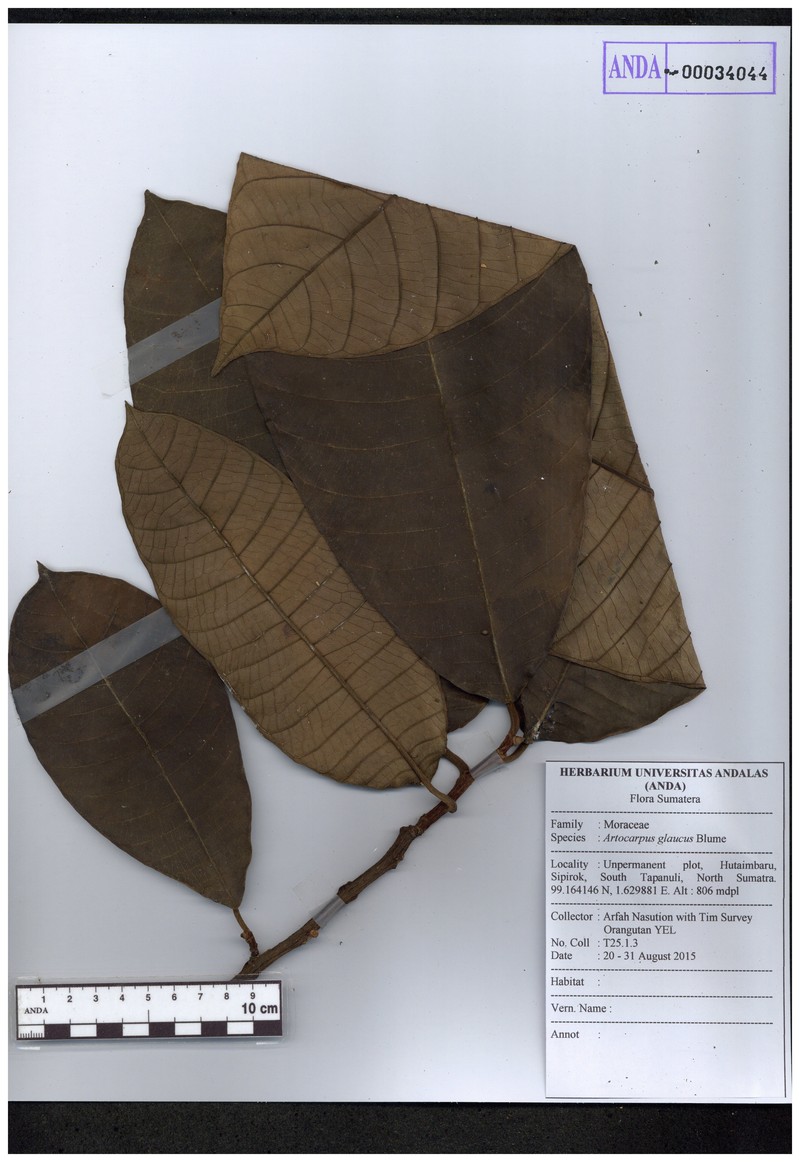 Artocarpus glaucus photo 4