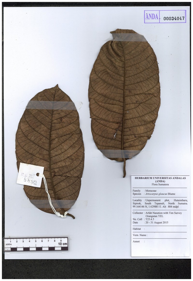 Artocarpus glaucus photo 5