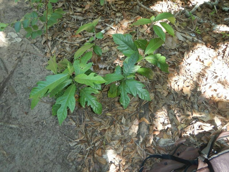 Artocarpus glaucus photo 6