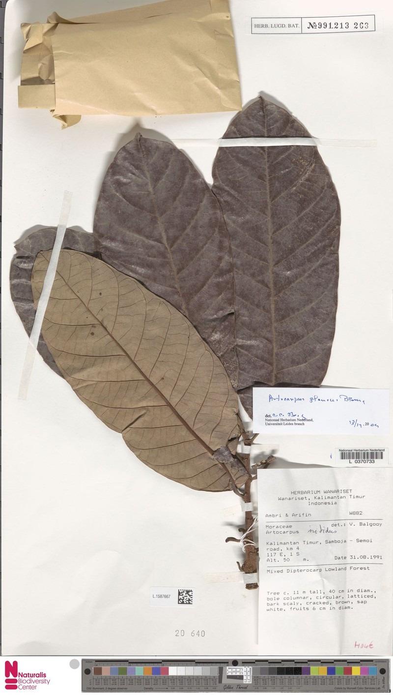 Artocarpus glaucus photo 7