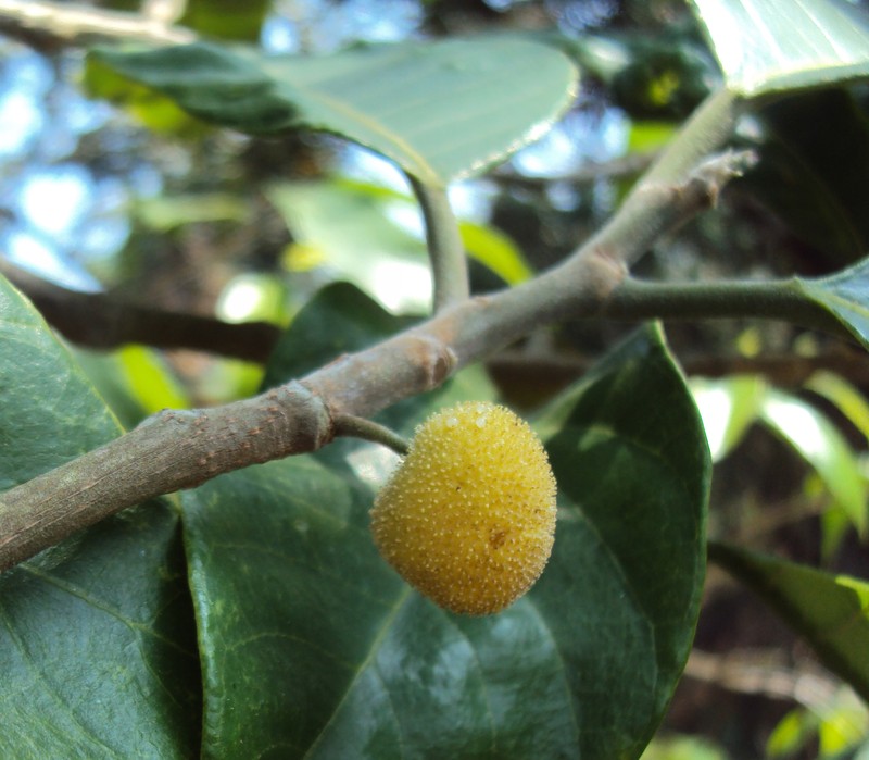 Artocarpus gomezianus