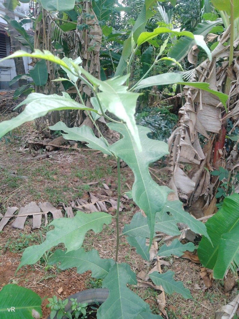 Artocarpus gomezianus photo 2
