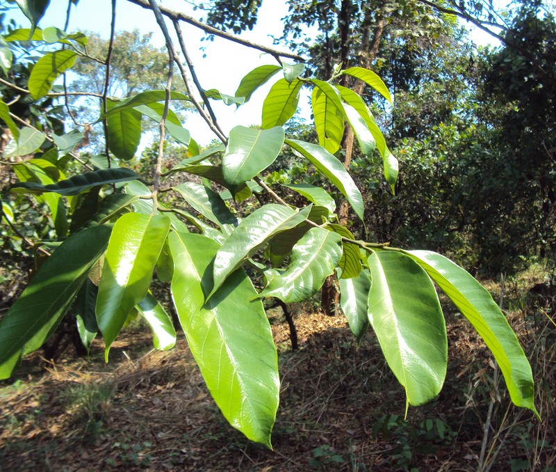 Artocarpus gomezianus photo 3
