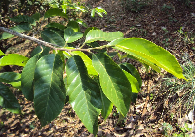 Artocarpus gomezianus photo 4