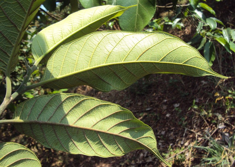 Artocarpus gomezianus photo 5