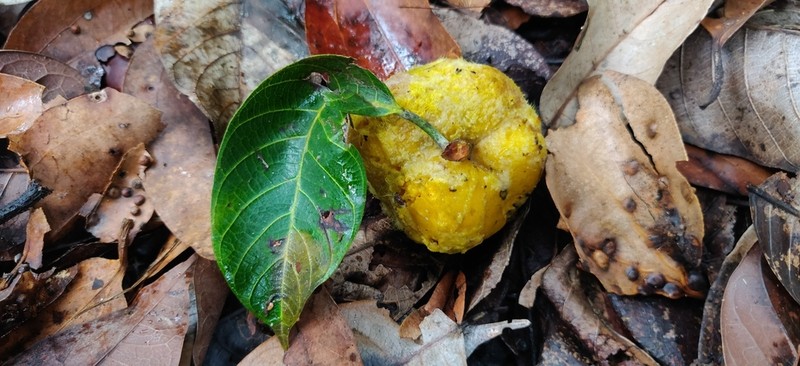 Artocarpus gomezianus photo 6