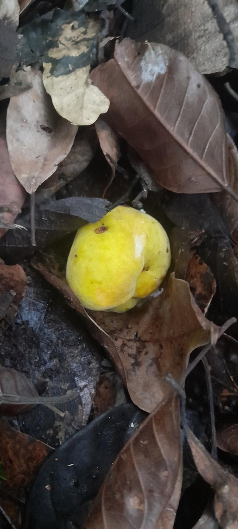 Artocarpus gomezianus photo 7