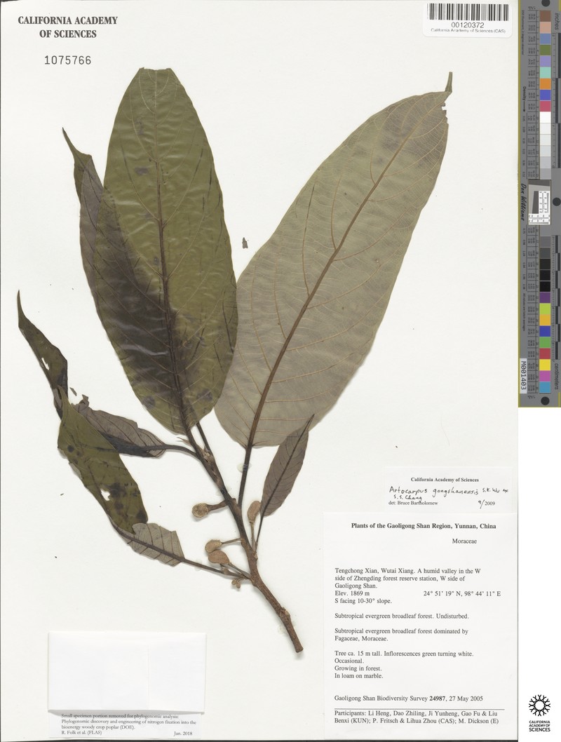 Artocarpus gongshanensis